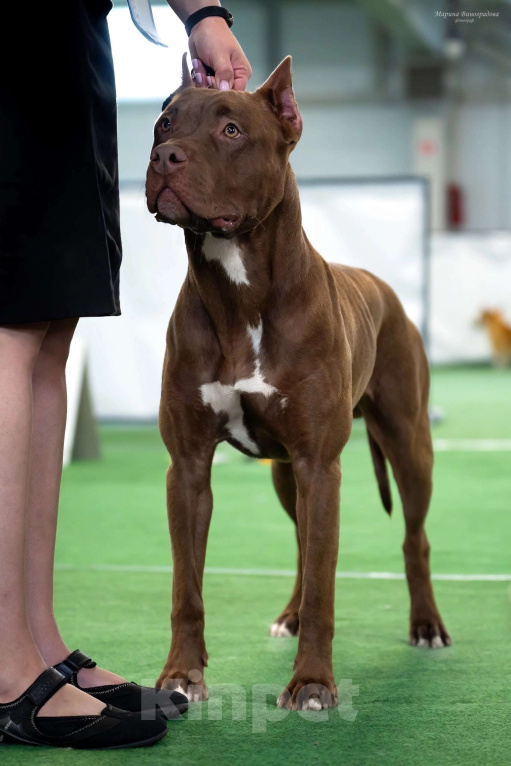 Собаки в Санкт-Петербурге: Щенки - Прайтер Мальчик, 75 000 руб. - фото 10