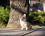 Собаки в Воронеже: Щенки Вельш Корги Пемброк Мальчик, 65 000 руб. - фото 1