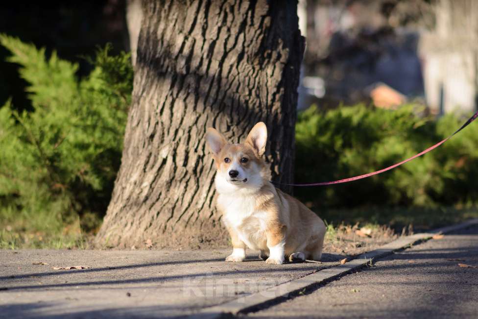 Собаки в Воронеже: Щенки Вельш Корги Пемброк Мальчик, 65 000 руб. - фото 1