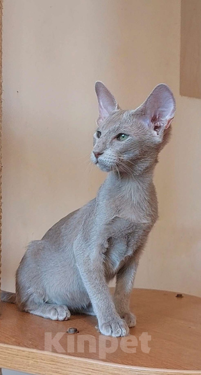 Кошки в Москве: Ориентальная красивая кошечка Девочка, 50 000 руб. - фото 8