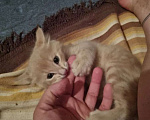 Кошки в Астрахани: Котик пристраиваеться в семью Мальчик, Бесплатно - фото 3