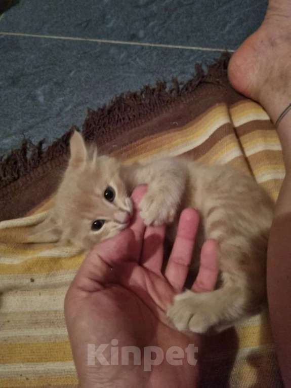 Кошки в Астрахани: Котик пристраиваеться в семью Мальчик, Бесплатно - фото 3