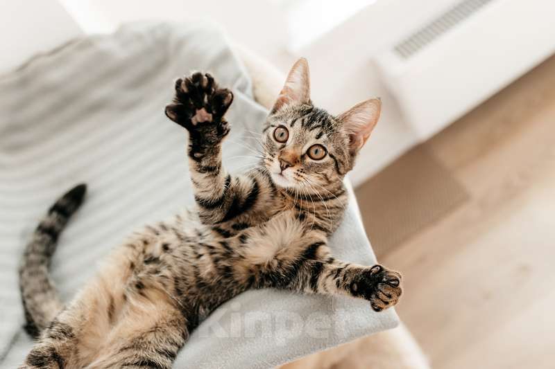 Кошки в Москве: Ручной шпротный котенок Пчёлка ищет дом Девочка, 1 руб. - фото 10