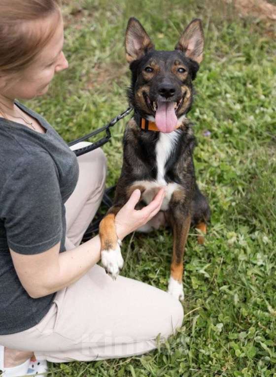 Собаки в Москве: Бывшедомашняя. Бросили привязанной у приюта Девочка, Бесплатно - фото 2