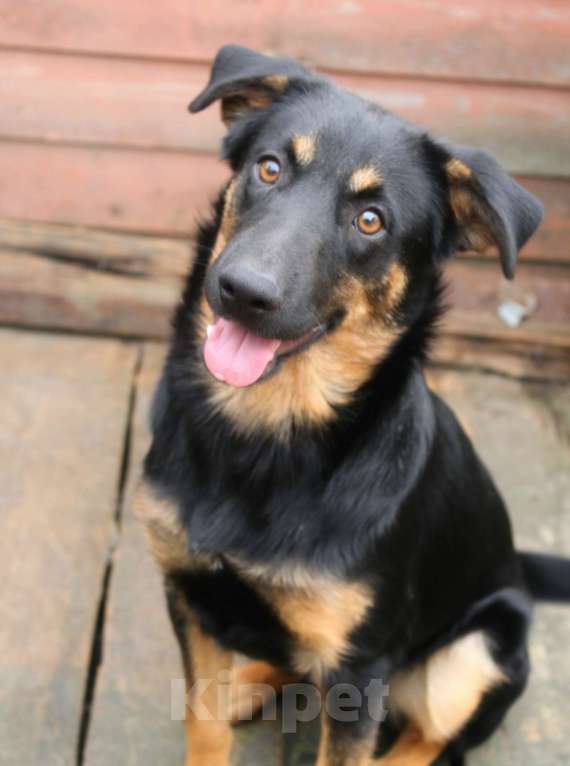 Собаки в Санкт-Петербурге: Маленький энерджайзер - очень веселый, игривый щенок Мальчик, Бесплатно - фото 4