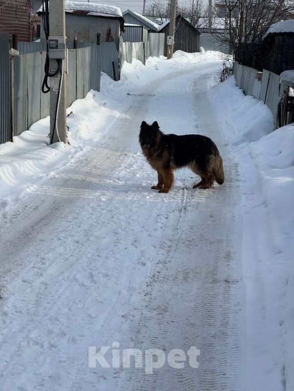 Собаки в Перми: Потерялась сука длиношерстной немецкой овчарки Девочка, 10 000 руб. - фото 5