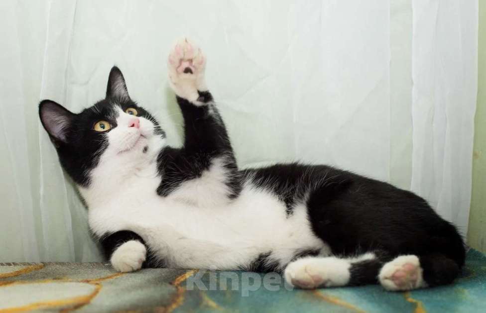 Кошки в Москве: Веня Мальчик, Бесплатно - фото 3