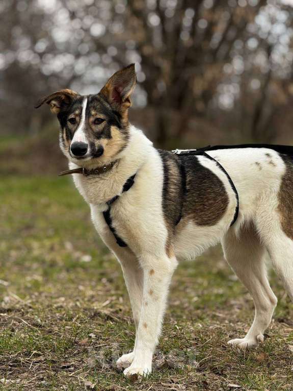 Собаки в Москве: Сильвия Девочка, Бесплатно - фото 3