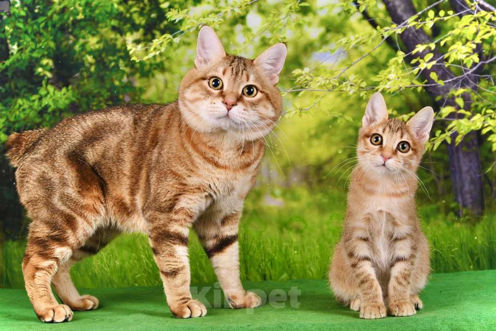 Кошки в Москве: Котенок курильского бобтейла короткошерстный Девочка, 40 000 руб. - фото 5