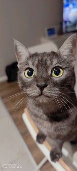 Объявление: Потерялась кошка Долгопрудная аллея 15 , 5 000 руб., Москва