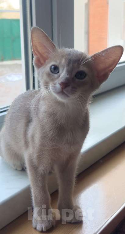 Кошки в Москве: Абиссинский котенок девочка Девочка, 60 000 руб. - фото 2