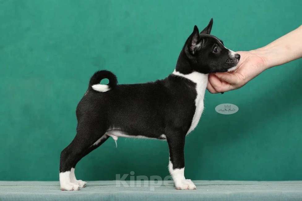 Собаки в Москве: Щенок басенджи 3 мес Мальчик, Бесплатно - фото 3