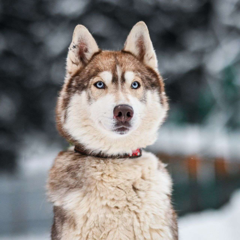 Собаки в Москве: Балто Мальчик, Бесплатно - фото 3