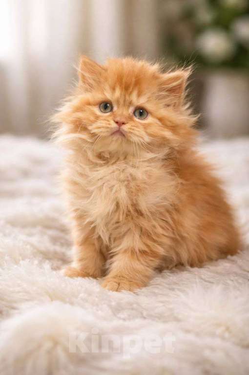 Кошки в других городах Московской области: Шотландские длинношёрстные котята Мальчик, 40 000 руб. - фото 4