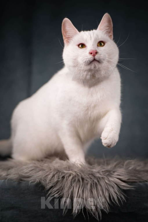 Кошки в Клине: Бьянка — красивейшая белоснежная кошечка Девочка, Бесплатно - фото 6