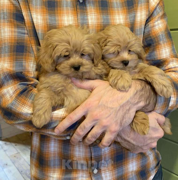 Собаки в Санкт-Петербурге: Мальтипу мальчик Мальчик, 130 000 руб. - фото 1