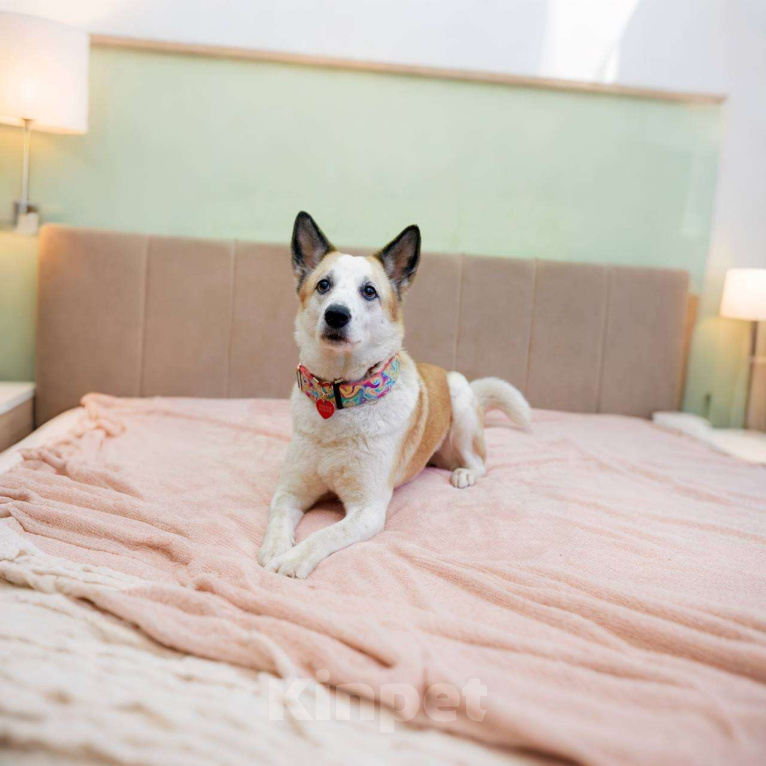 Собаки в Москве: Веселая Берта ищет дом Девочка, Бесплатно - фото 7