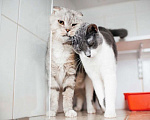 Кошки в Зеленоградске: Пифагор и Луна ищет дом! Мальчик, 10 руб. - фото 2