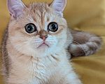 Кошки в Санкт-Петербурге: Продается котёнок , породы skottish straight. Мальчик, 15 000 руб. - фото 1