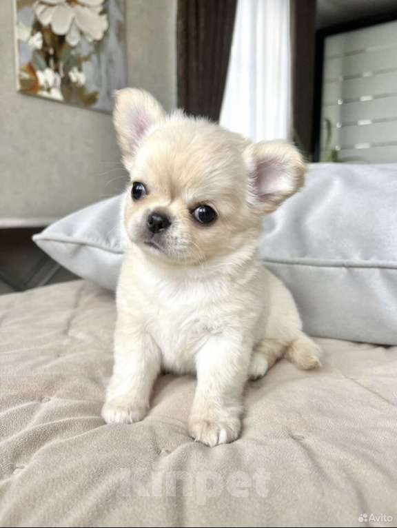 Собаки в Коломне: Тиша чихуахуа щенок Мальчик, 55 000 руб. - фото 1