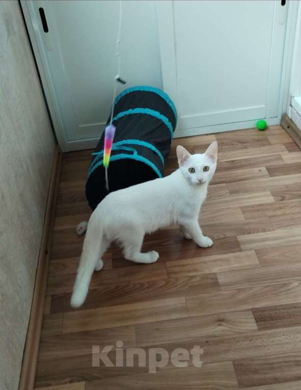 Кошки в Москве: Котёнок в добрые руки Мальчик, Бесплатно - фото 1