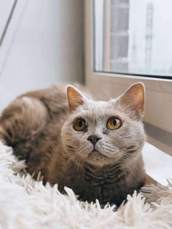 Кошки в Балашихе: Маркиз Мальчик, Бесплатно - фото 3