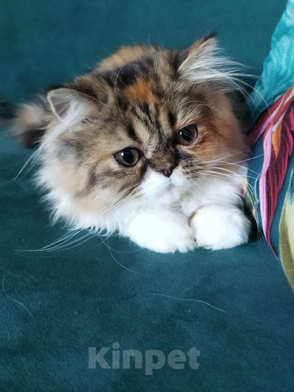 Кошки в Санкт-Петербурге: Яркая черепашка Девочка, 15 000 руб. - фото 5