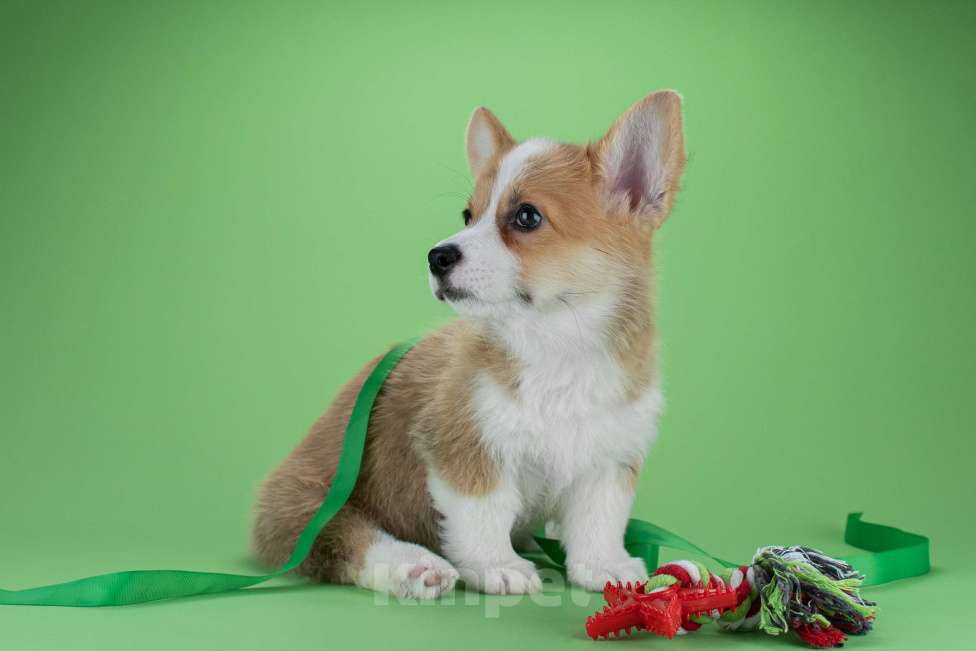 Собаки в Москве: Щенки вельш-корги пемброк Мальчик, 45 000 руб. - фото 7