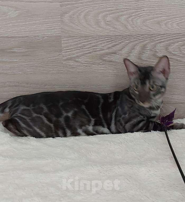 Кошки в Москве: Бенгальский ктик Мальчик, Бесплатно - фото 4
