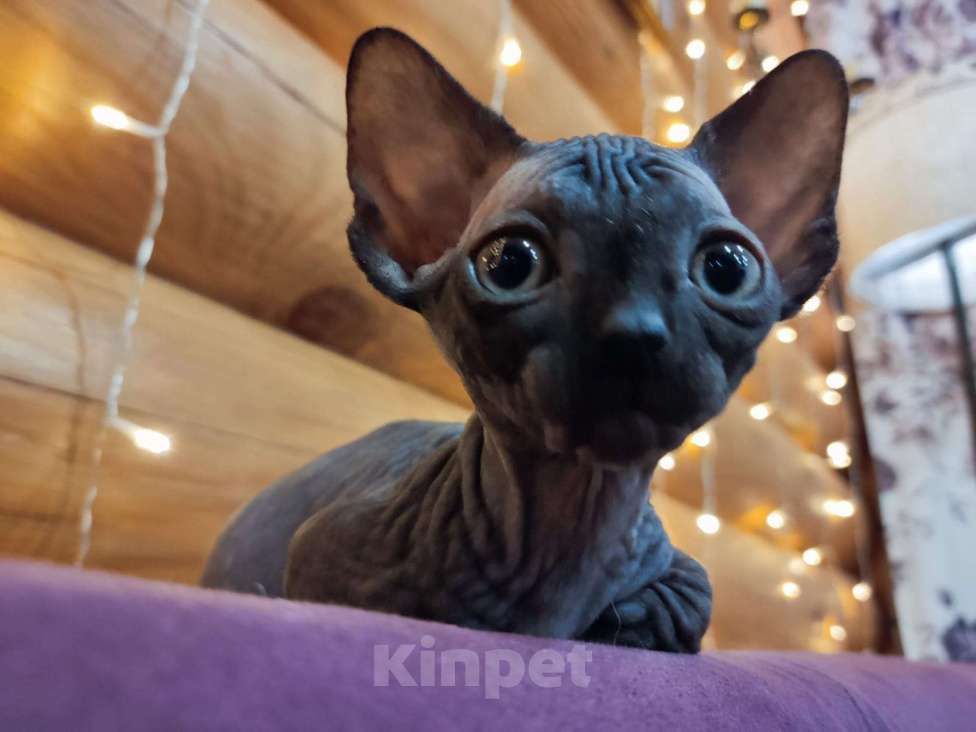 Кошки в Брянске: Прелесная девочка Девочка, 1 руб. - фото 2