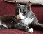 Кошки в Москве: Голубая кошка Шэлли - ласка и спокойствие, Бесплатно - фото 2