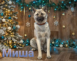 Собаки в Москве: Метис американской акиты Миша в дар Мальчик, Бесплатно - фото 3