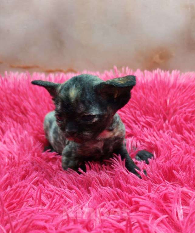 Кошки в Горячем Ключе: Котенок Девон Рекс в окрасе черная черепаха Девочка, 70 000 руб. - фото 8