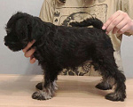 Собаки в Уфе: Щенки цвергшнауцера черный с серебром  Девочка, 40 000 руб. - фото 3
