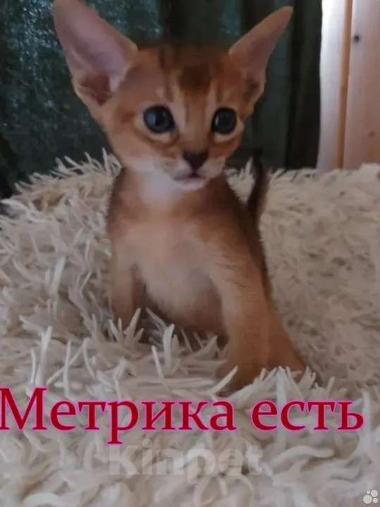 Кошки в Москве: Абиссинский котенок Девочка, Бесплатно - фото 1