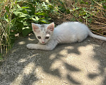Кошки в Краснодаре: Котёнок в добрые руки бесплатно Девочка, Бесплатно - фото 4