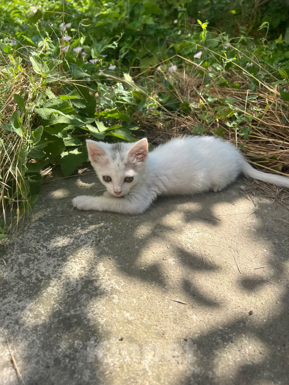 Кошки в Краснодаре: Котёнок в добрые руки бесплатно Девочка, Бесплатно - фото 4