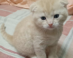 Кошки в Ростове-на-Дону: Шотландская вислоухая порода кошек Мальчик, Бесплатно - фото 2