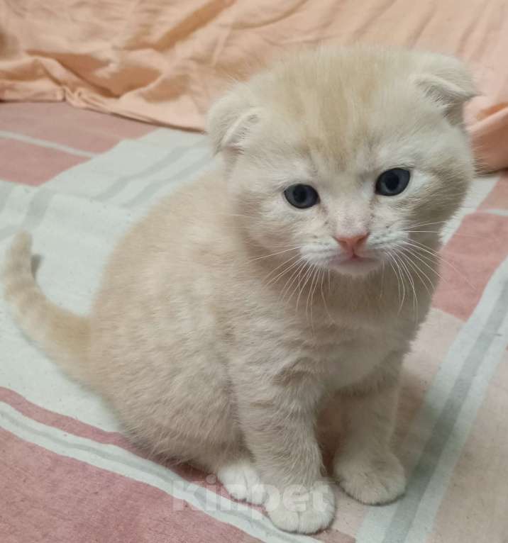 Кошки в Ростове-на-Дону: Шотландская вислоухая порода кошек Мальчик, Бесплатно - фото 2