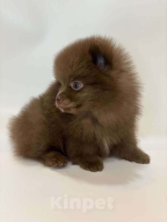 Собаки в Великом Новгороде: Померанский шпиц продажа Мальчик, 70 000 руб. - фото 6