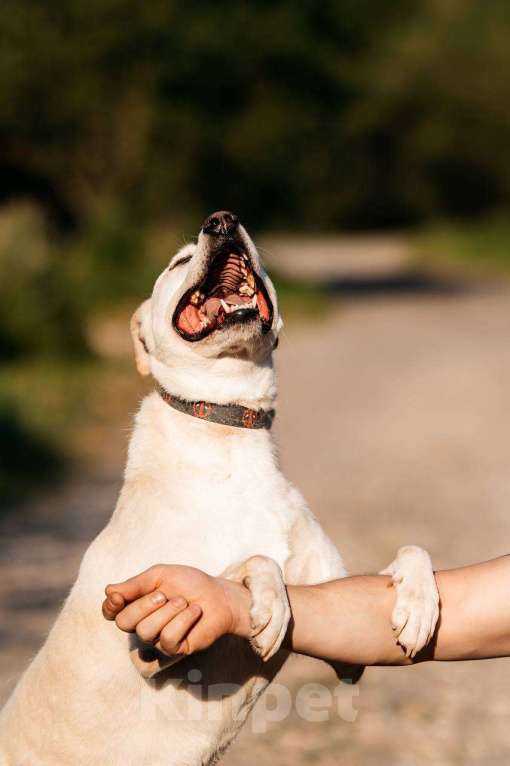 Собаки в Москве: Метис амстаффа. Собака Снежка ищет дом Девочка, Бесплатно - фото 2