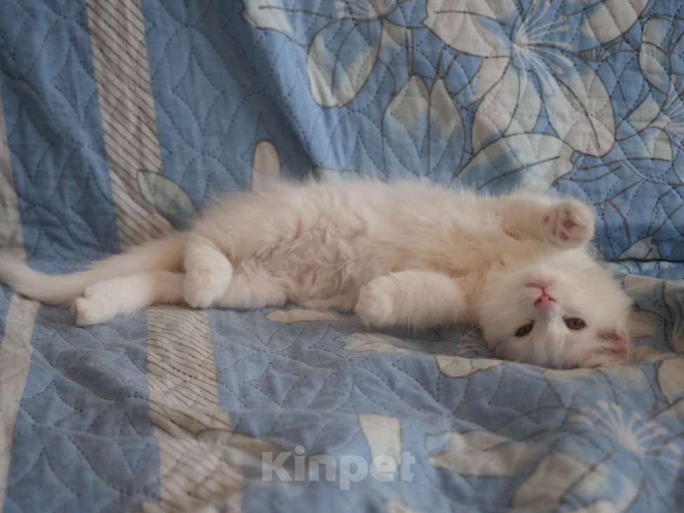 Кошки в Омске: Котенок мейнкун Девочка, 15 000 руб. - фото 4