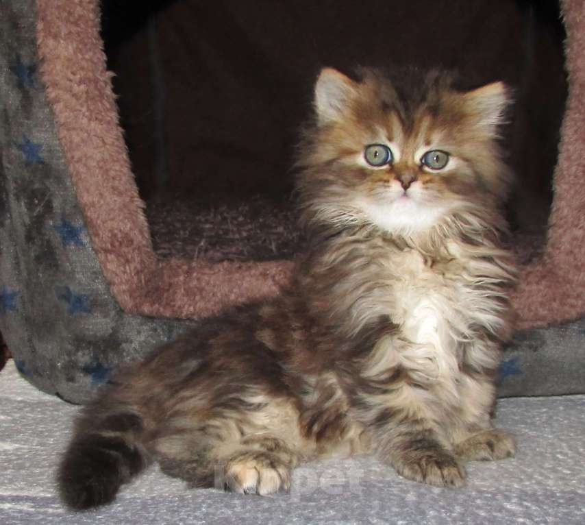 Кошки в Санкт-Петербурге: Шотландские котята Девочка, Бесплатно - фото 2
