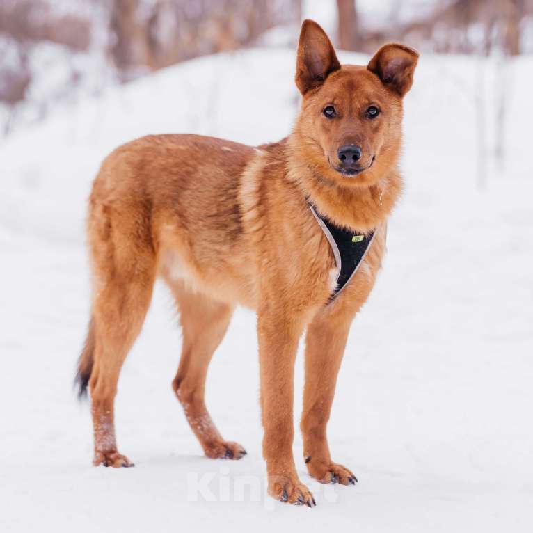 Собаки в Москве: Люмус Мальчик, Бесплатно - фото 2