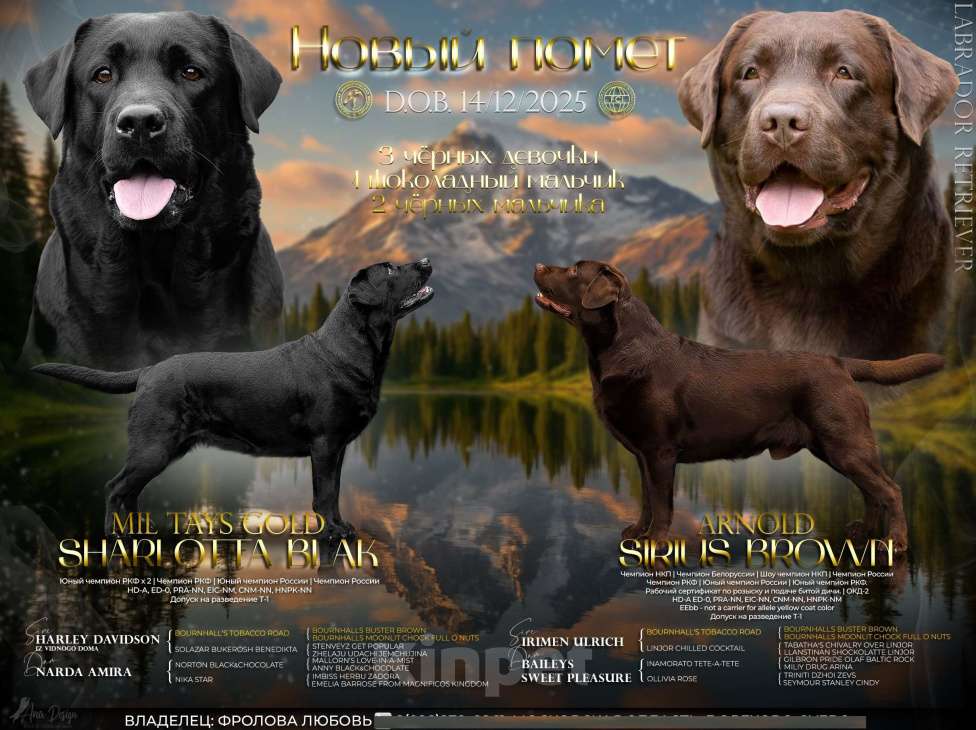 Собаки в Ореховом-Зуево: инбридинговая вязка(от легендарного американского чемпиона) , бронь, 6 щенков Мальчик, Бесплатно - фото 1