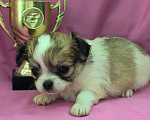Собаки в Москве: Девочка чихуахуа длинношёрстная Девочка, 45 000 руб. - фото 7