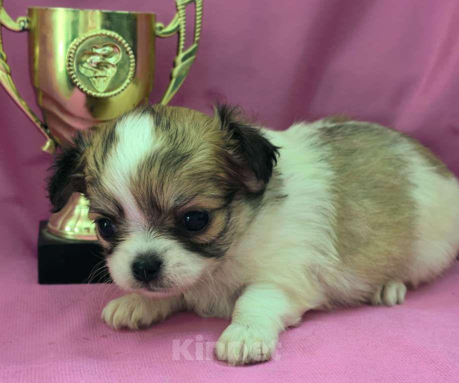 Собаки в Москве: Девочка чихуахуа длинношёрстная Девочка, 45 000 руб. - фото 7