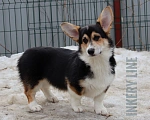 Собаки в Пушкине: Замечательные щенки вельш корги пемброка!  Мальчик, 80 000 руб. - фото 5