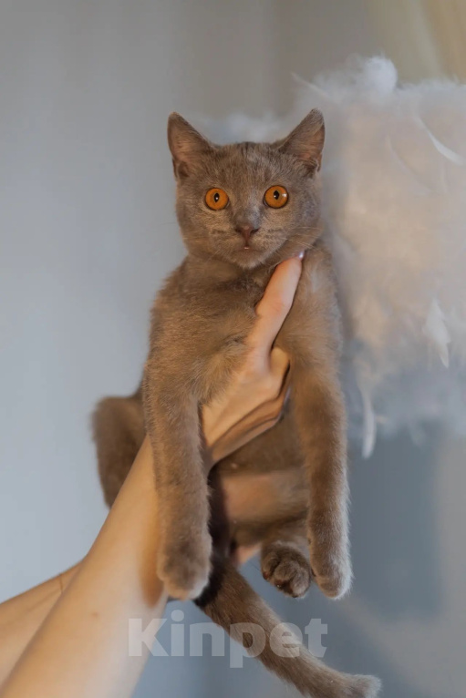 Кошки в Химках: Малышка ищет семью Девочка, Бесплатно - фото 7
