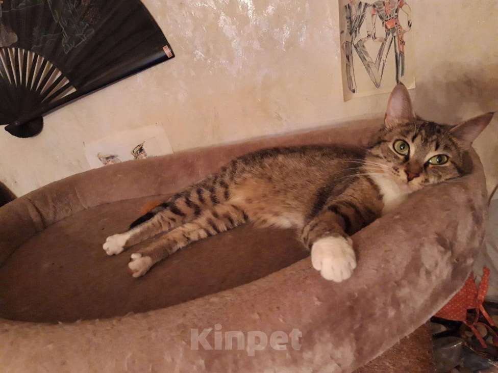 Кошки в Балашихе: Марселя в поиске дома Девочка, 100 руб. - фото 3